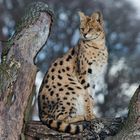 Serval