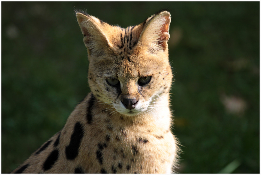 Serval