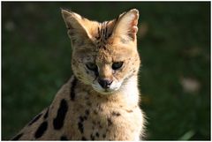 Serval