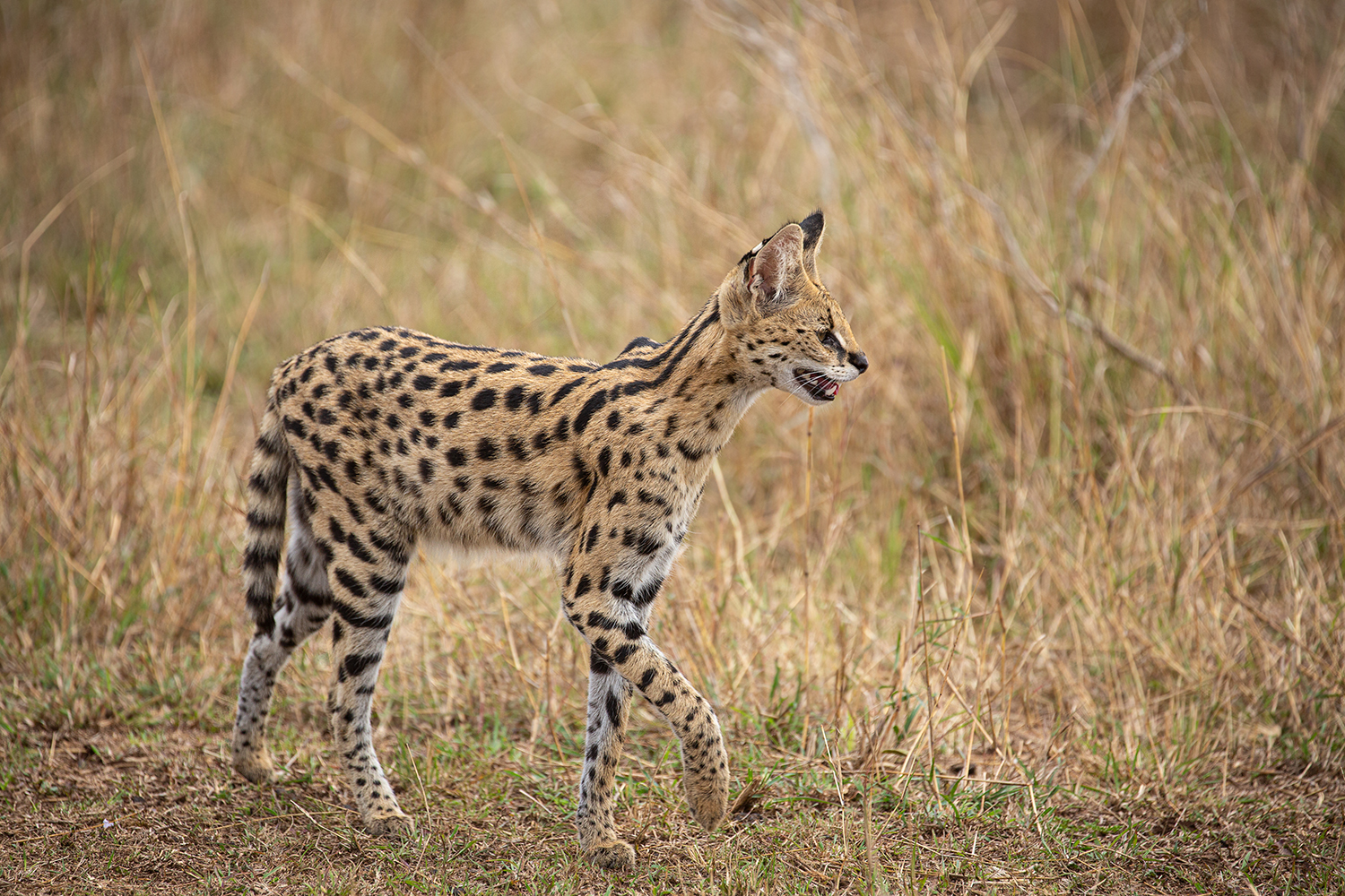 ***  SERVAL  ***