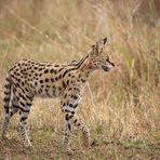 ***  SERVAL  ***