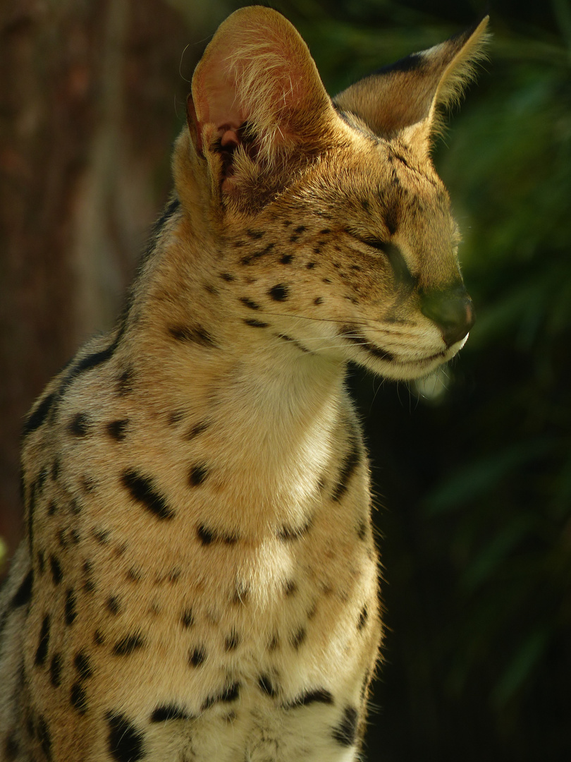 Serval