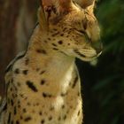 Serval