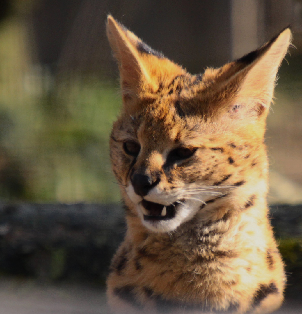 Serval d'Afrique