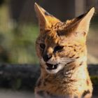 Serval d'Afrique