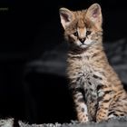 Serval