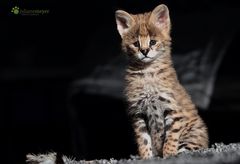 Serval