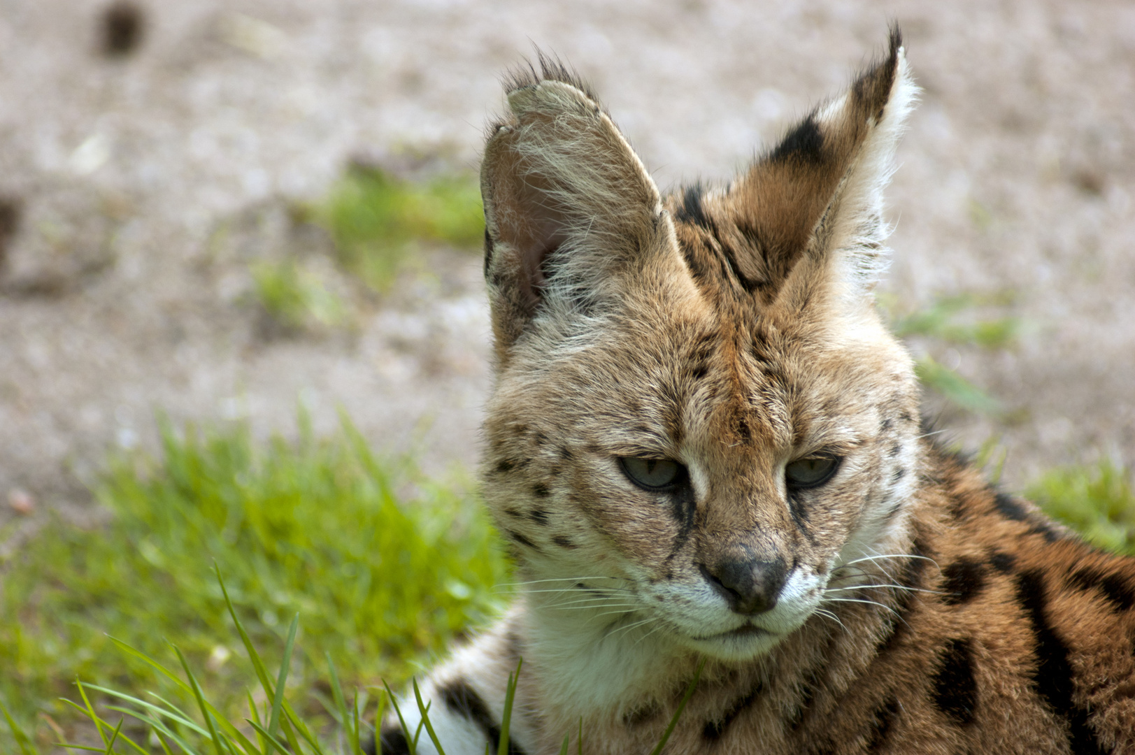 Serval