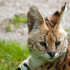 Serval