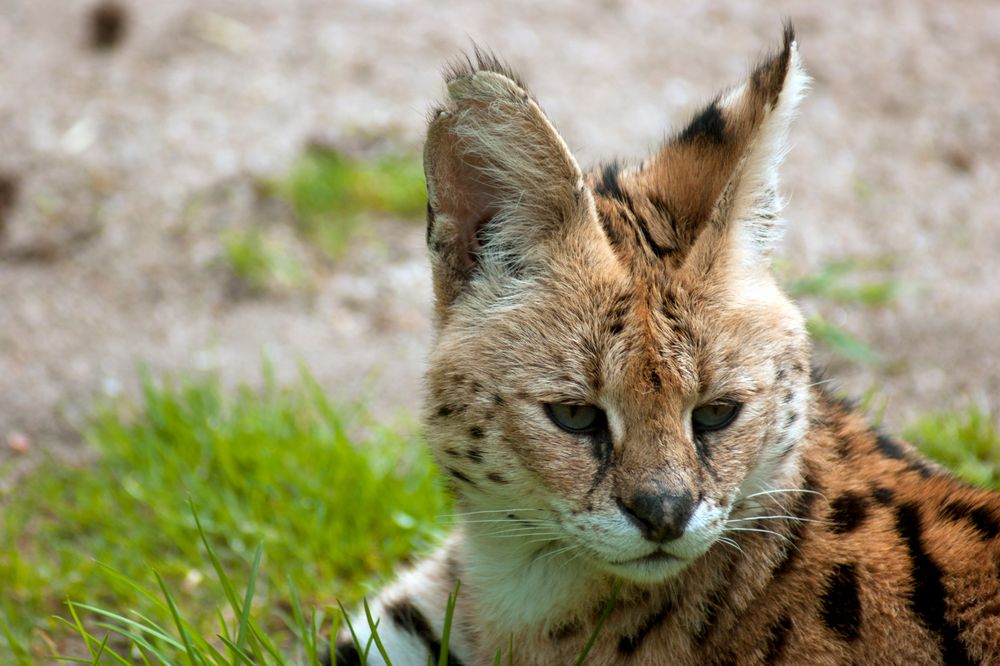 Serval