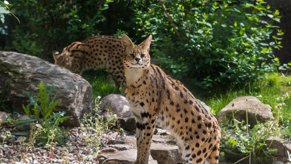 Serval