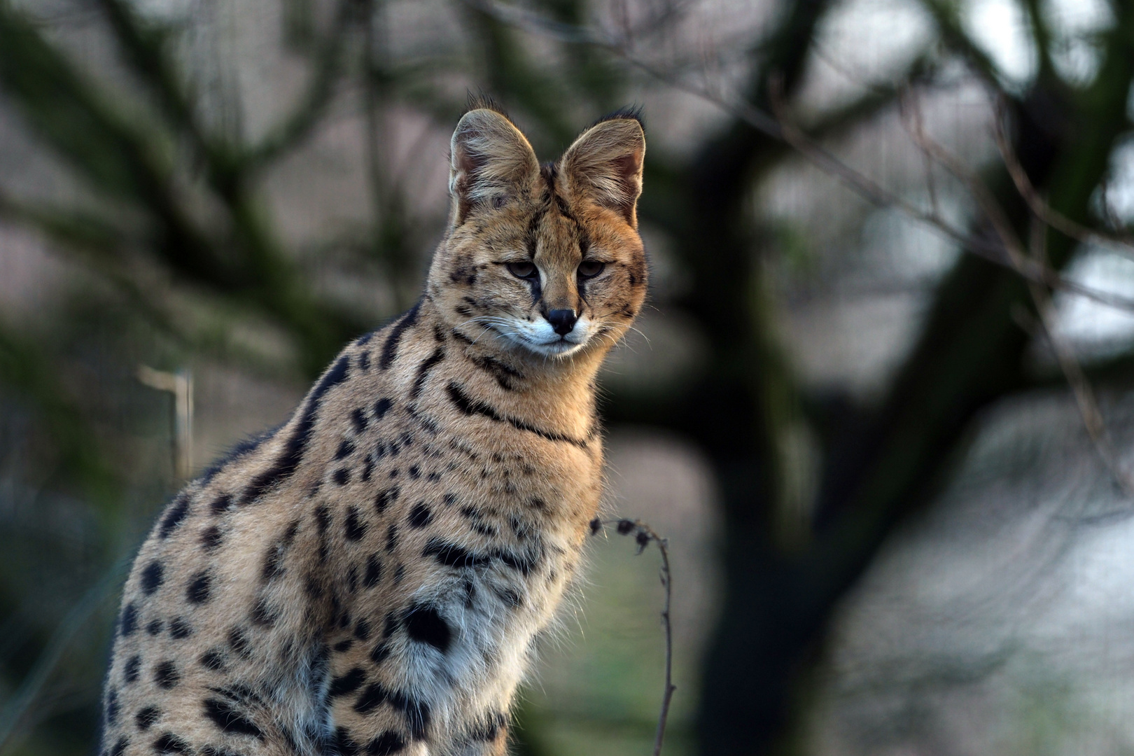 Serval Foto & Bild tiere, zoo, wildpark & falknerei, säugetiere