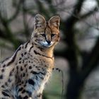 Serval