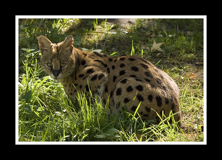 SERVAL