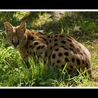 SERVAL