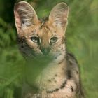 Serval