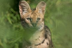 Serval