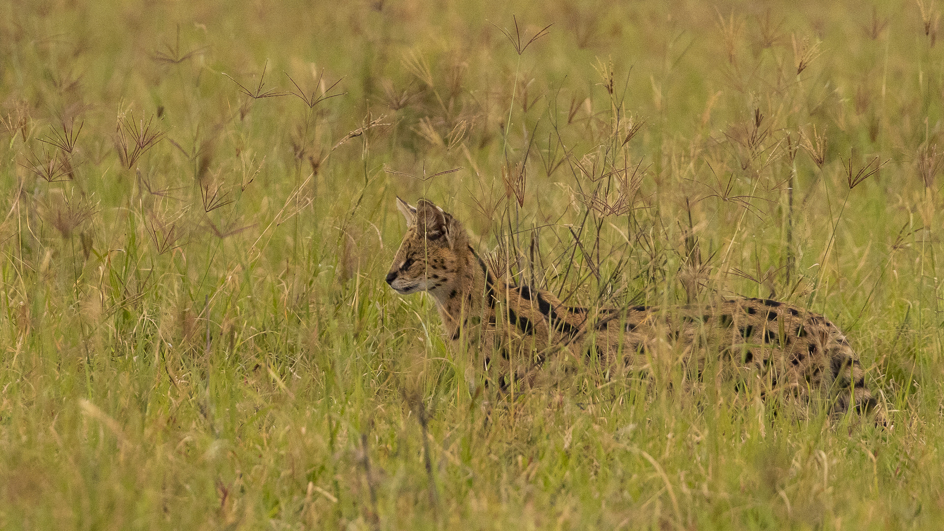 Serval