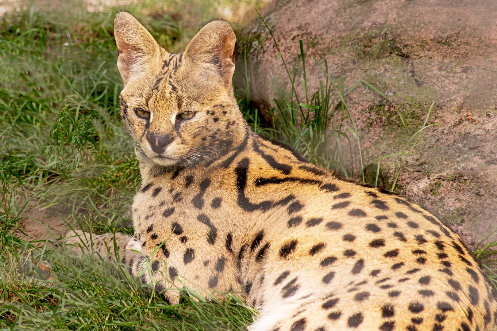 Serval