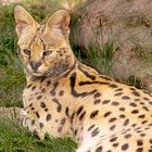 Serval