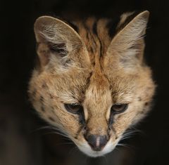 serval