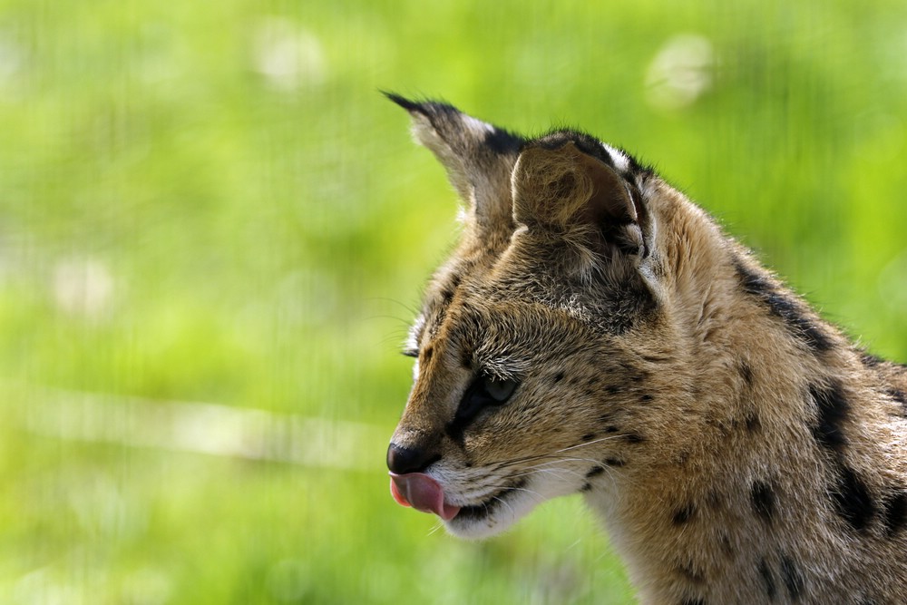 Serval