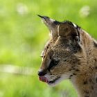 Serval