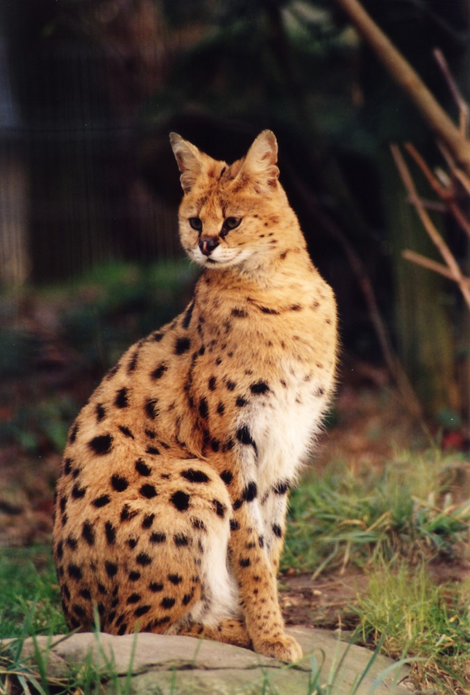 Serval