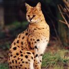 Serval