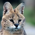 Serval