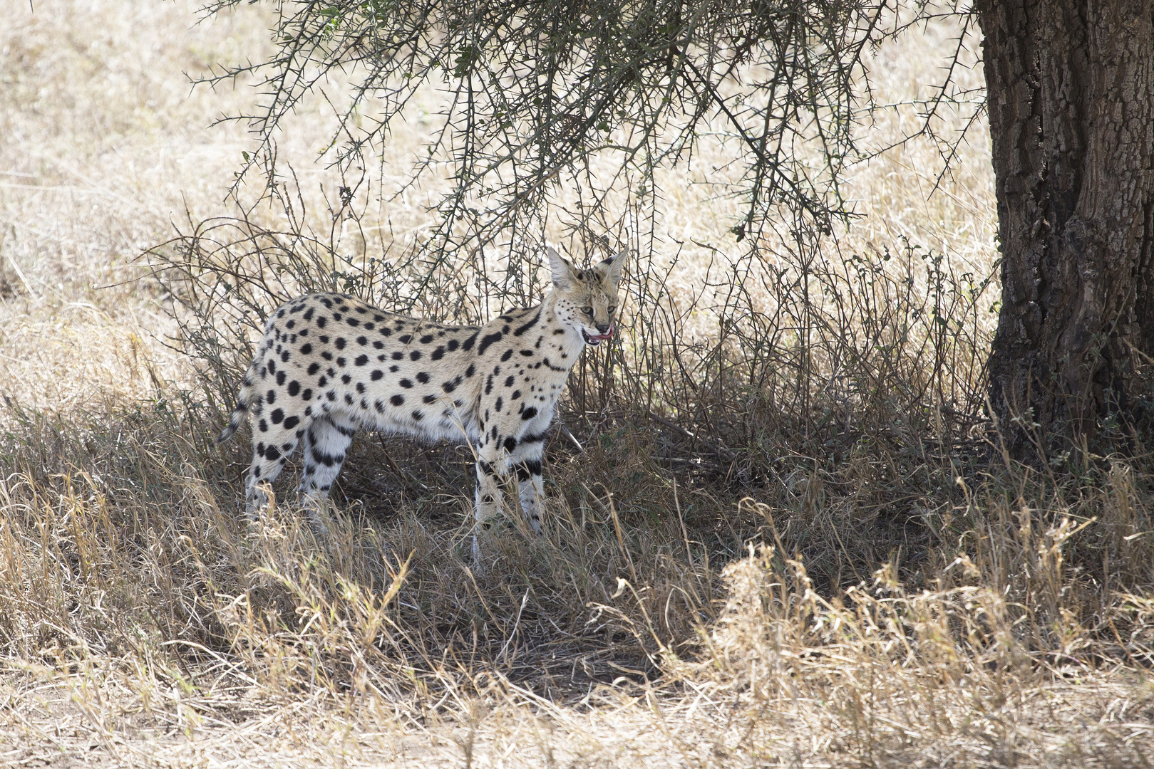 Serval