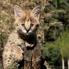 serval farben verschmelzen