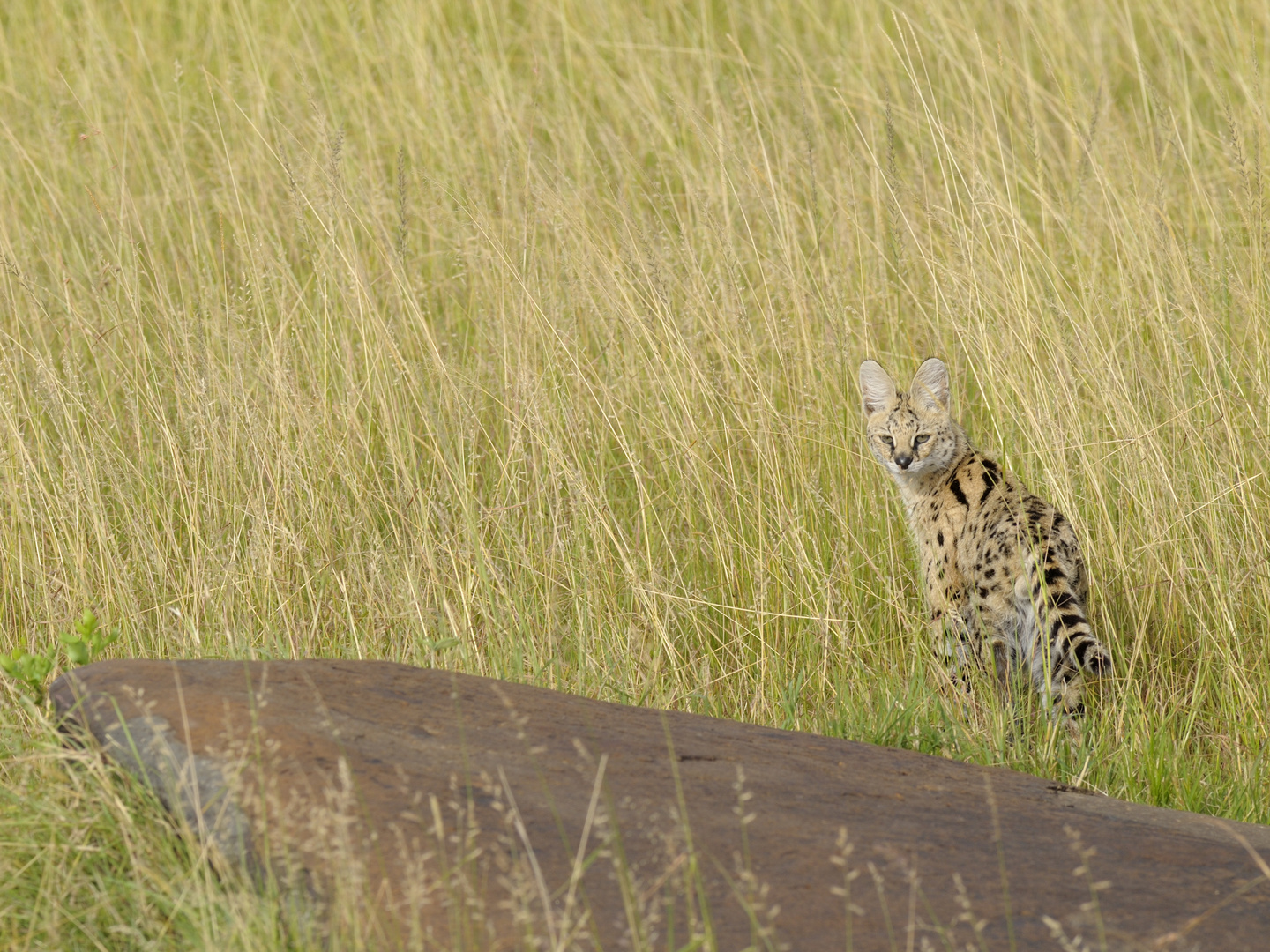 Serval - gerade noch erwischt am frühen Morgen...