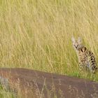 Serval - gerade noch erwischt am frühen Morgen...