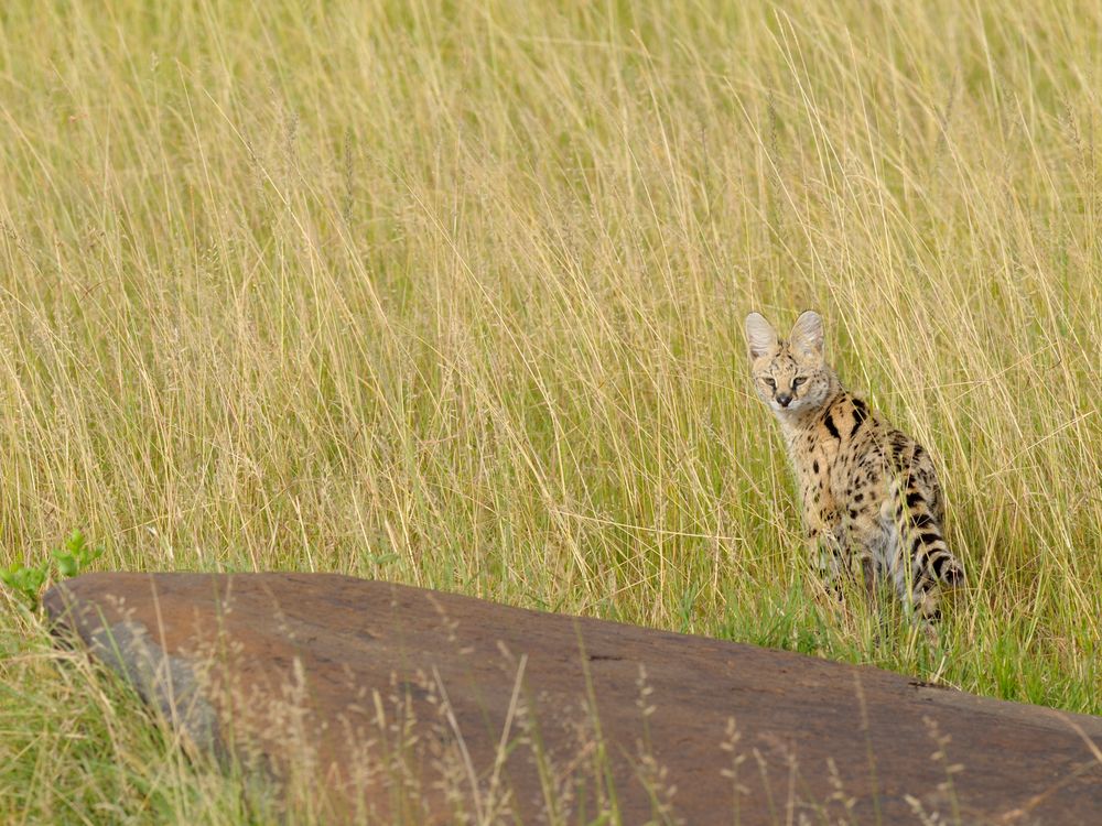 Serval - gerade noch erwischt am frühen Morgen...