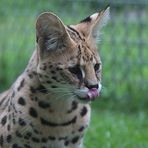 Serval---hat gemundet