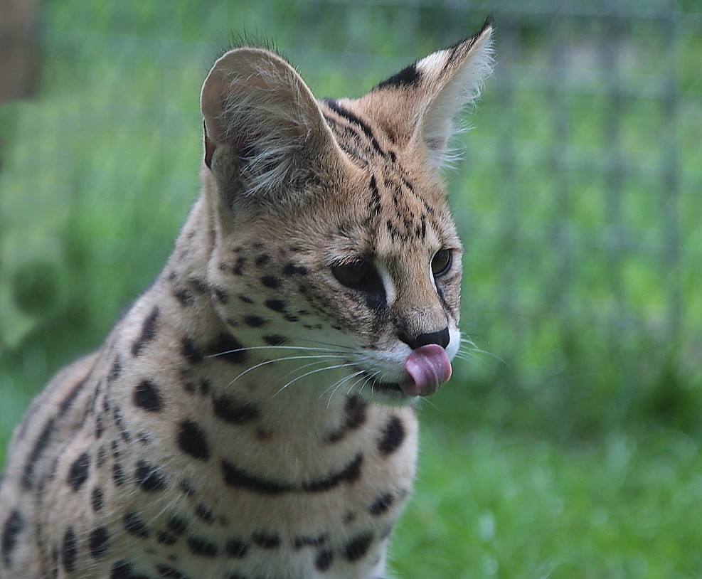 Serval---hat gemundet