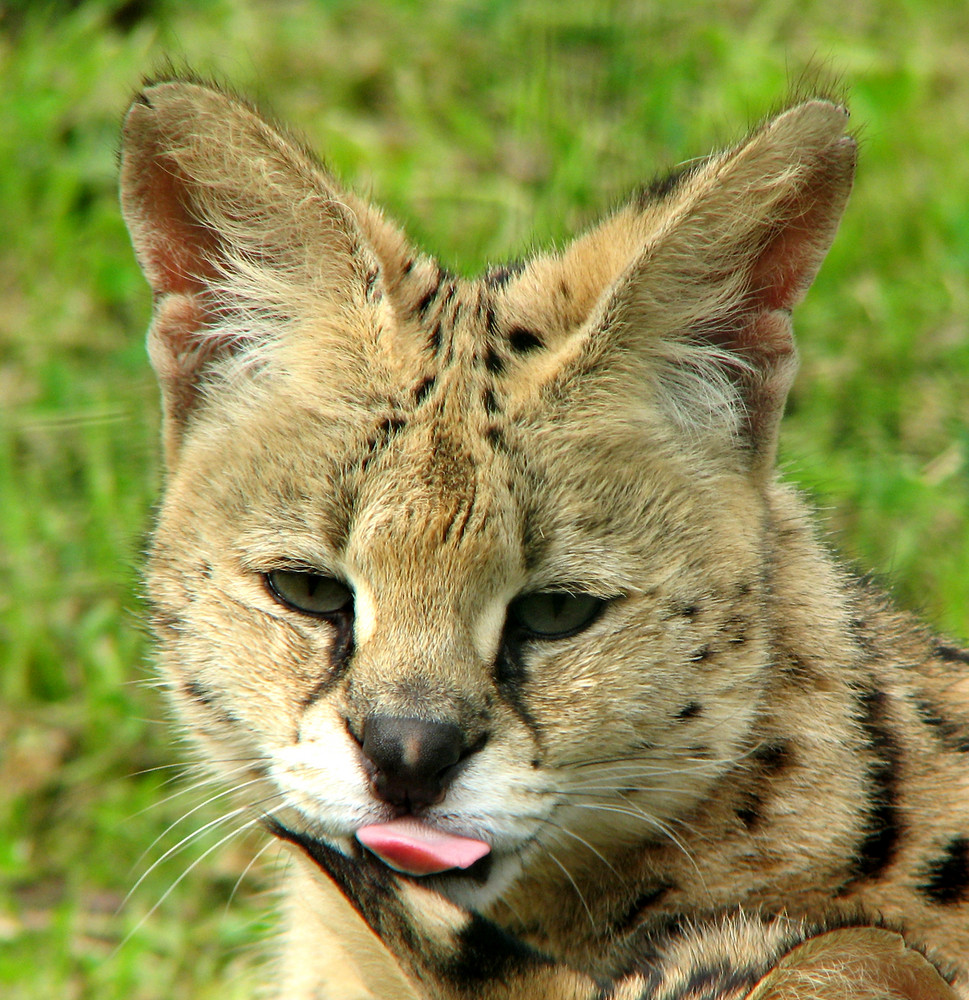 Serval im Aachener Tierpark