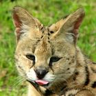 Serval im Aachener Tierpark