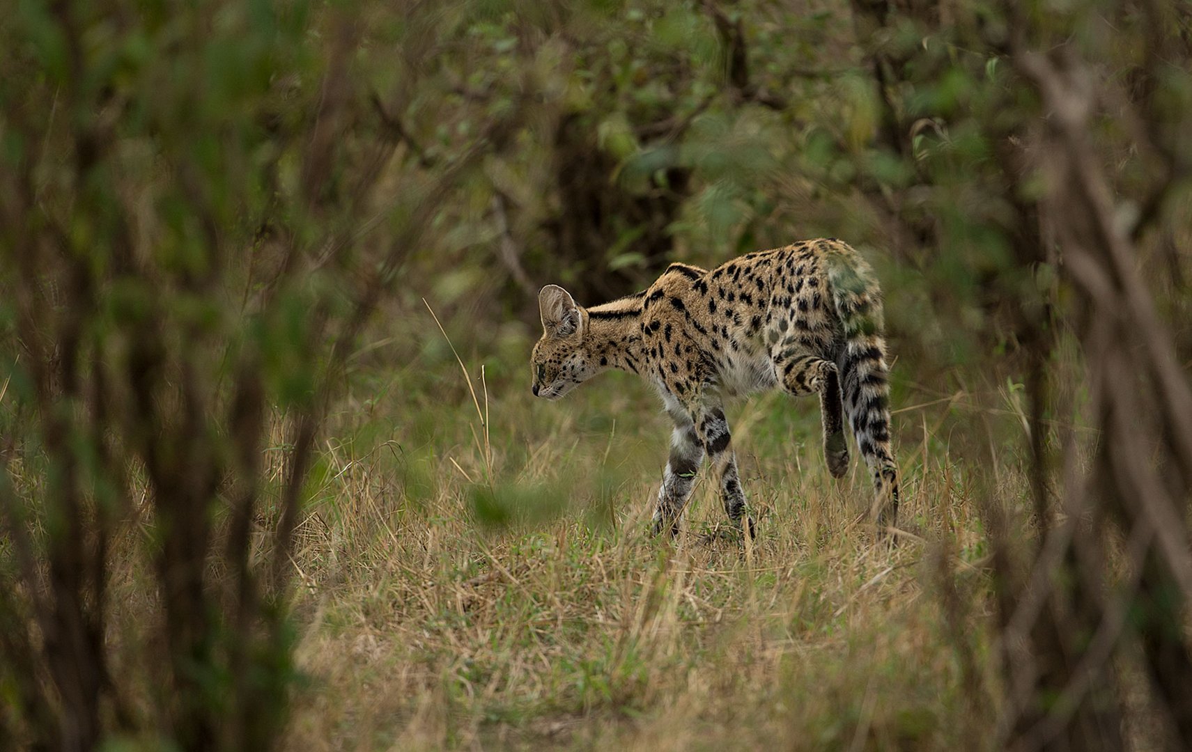 Serval im Bush