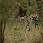 Serval im Bush