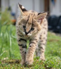 serval im farn