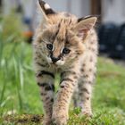 serval im farn