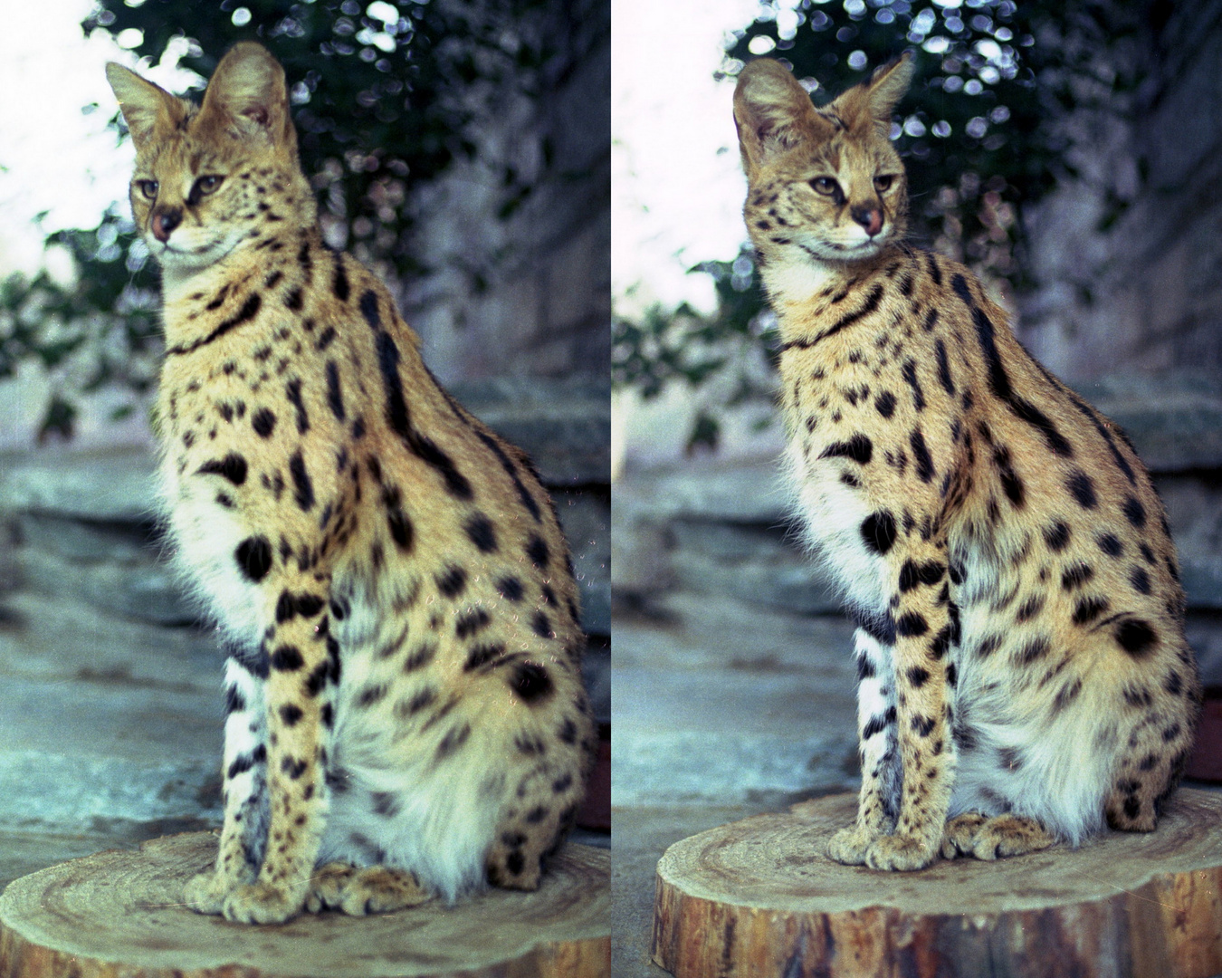 Serval im Kölner Zoo