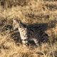 Serval im Moremi-NP Botswana