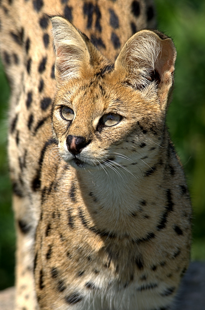 Serval im Osnabrücker Zoo 2