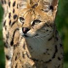 Serval im Osnabrücker Zoo 2