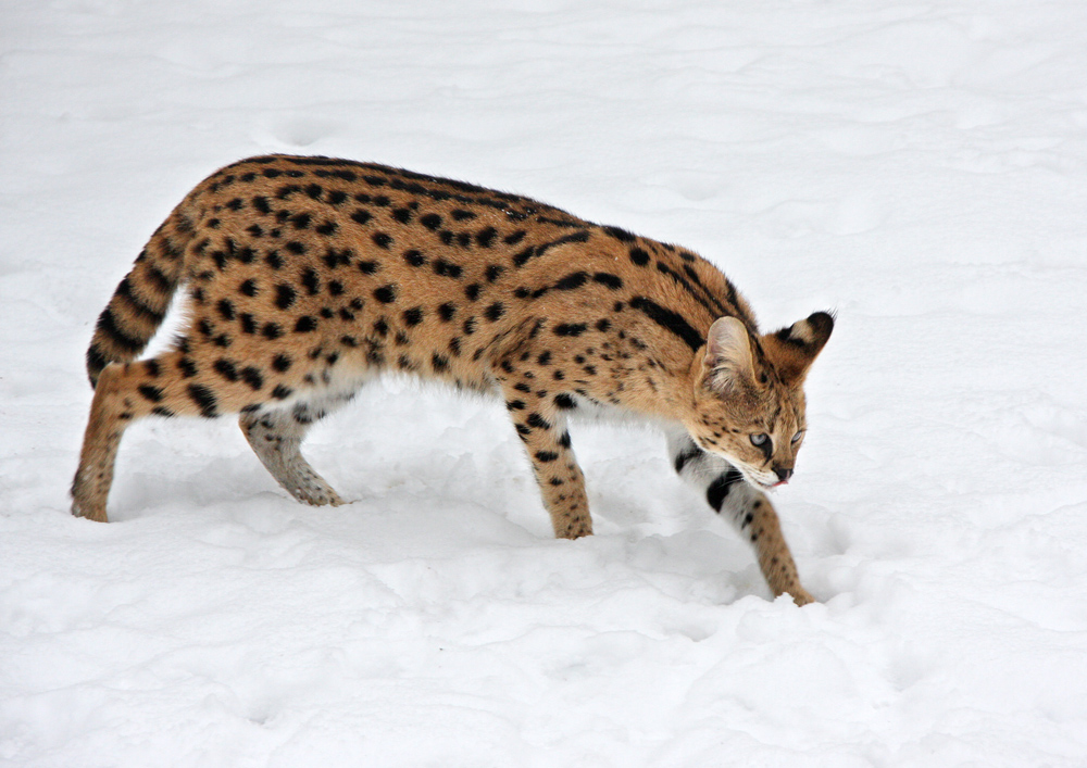 Serval im Schnee