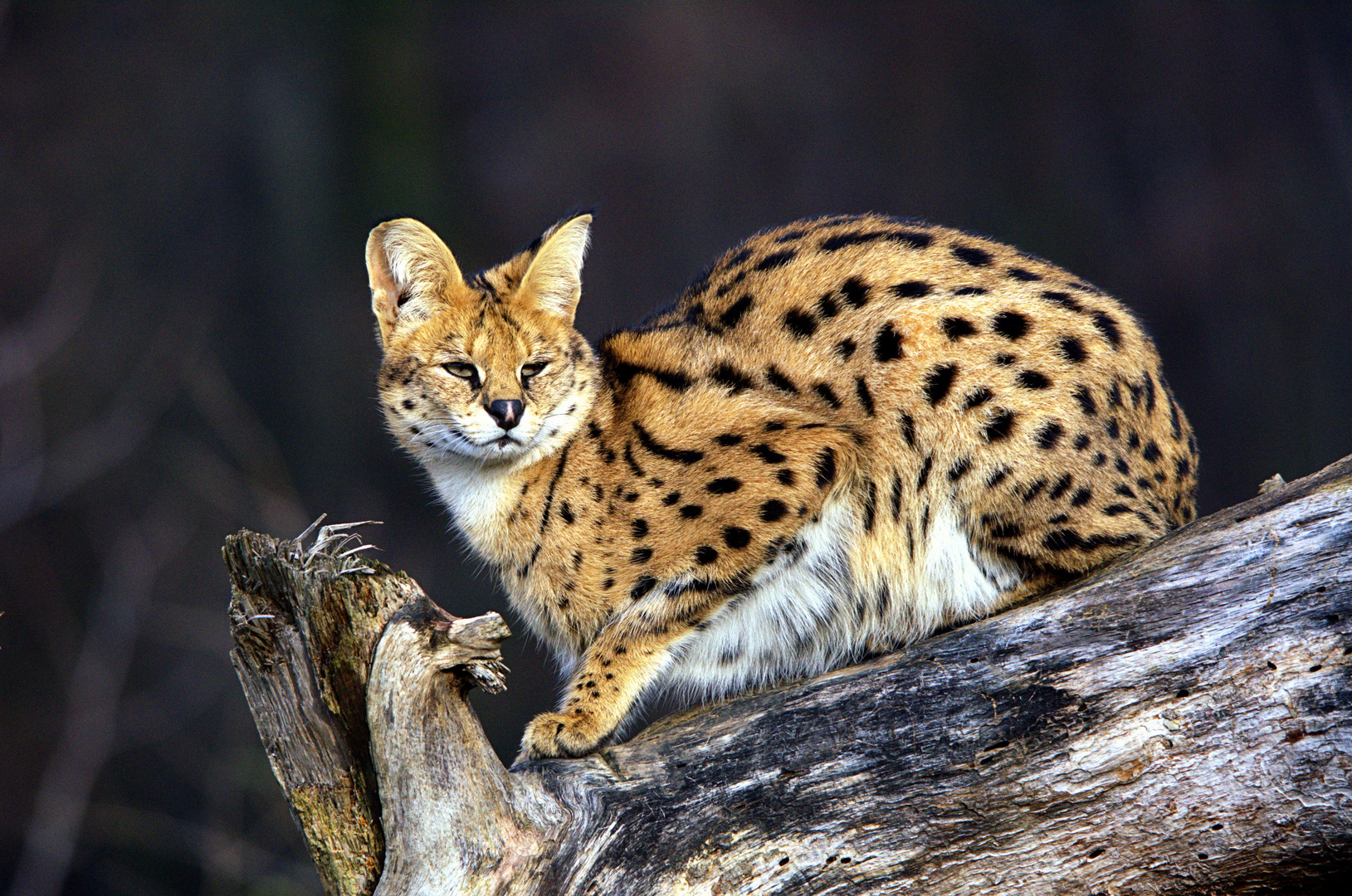 Serval im Zoo Osnabrück