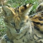 Serval im Zoo Osnabrück